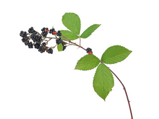 Dewberry branch with ripe berry fruits isolated on white, Rubus plicatus