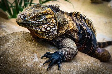 Obraz premium Leguan
