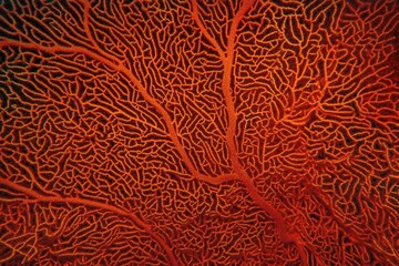 Organic texture of Red Sea Fan or Gorgonia coral (Annella mollis). Abstract background - obrazy, fototapety, plakaty