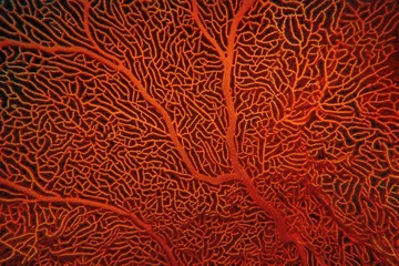  Organic texture of Red Sea Fan or Gorgonia coral (Annella mollis). Abstract background © Tunatura