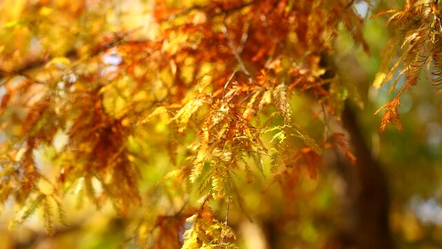 黄葉した落羽松の葉　11月