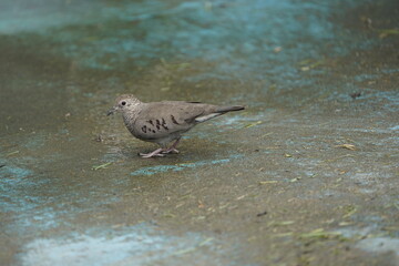 Common Ground Dove (Columbina passerina) Columbidae family. Location: Manaus, Amazon – Brazil