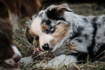 Little Australian Shepherd puppies have fun outside in countryside. Shepherd kennel. Aussie blue merle is lying in the hay and gnawing yummy with teeth.