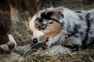 Little Australian Shepherd puppies have fun outside in countryside. Shepherd kennel. Aussie blue merle is lying in the hay and gnawing yummy with teeth.