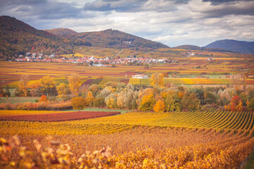 Pfalz im Herbst Weinberge Südliche Weinstraße Rheinland-Pfalz