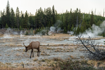 A lonely mule deer grazing in between a mud pot field in the Yellowstone NP