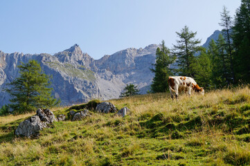 a cow grazing in the Austrian Alps of the Dachstein region (Neustatt valley, Styria in Austria)