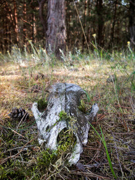 Full-face vertical photograph of the skull of a dead animal in the middle of a mysterious forest overgrown with moss