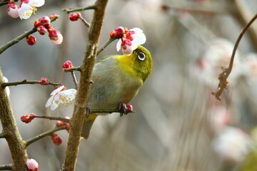蜜を吸うメジロ
