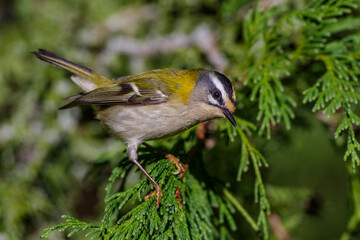 Sommergoldhähnchen (Regulus ignicapillus)