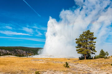 Fototapeta na wymiar Famous Old Faithful geyser erupting, Yellowstone National Park