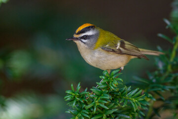 Sommergoldhähnchen (Regulus ignicapillus)