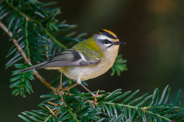 Sommergoldhähnchen (Regulus ignicapillus)