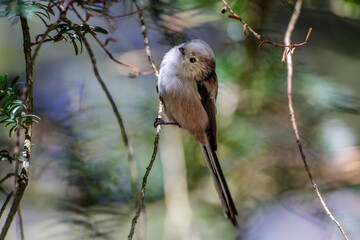 Schwanzmeise (Aegithalos caudatus)