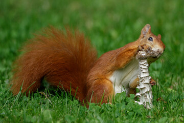 Eichhörnchen (Sciurus vulgaris) frisst Pilz
