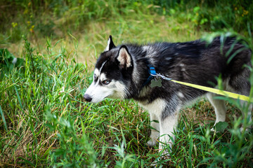 A black and white Siberian husky walking on a summer field.