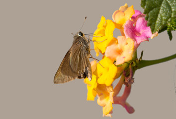 A pihmy skipper on lantana flower