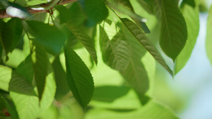 Fototapeta na wymiar Summer leaf fruit tree branch in sun light closeup. Cherry plant in greenhouse
