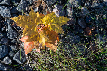 Photo of yellow and orange fallen maple leaves on stones and green grass. Abstract and nature concept