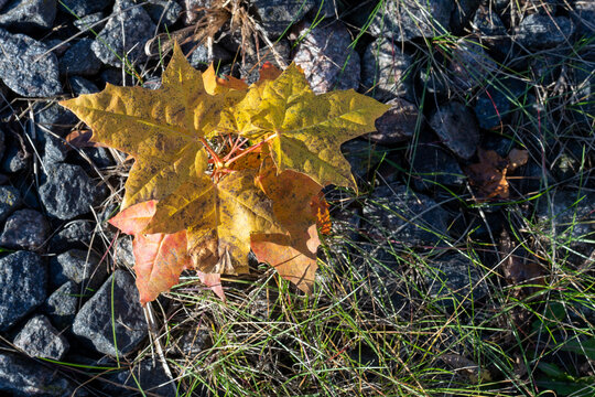 Photo of yellow and orange fallen maple leaves on stones and green grass. Abstract and nature concept © Dzmitry