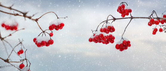 Snow-covered bunches of viburnum with red berries during a snowfall © Volodymyr