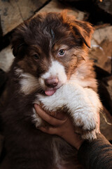 Human breeder of pedigreed dogs holds puppy of Australian shepherd of red tricolour in arms. Show and demonstrate little aussie dog. Village puppy on background of logs.
