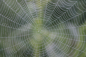 Spiderweb with drop of dew.
Macro Nature Spiderweb Background Texture.