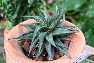 Closeup of Haworthia Limifolia or Fairy’s Washboard, a Unique Succulent Plant Native to...