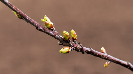 Tree branch with young green buds on a blurred background