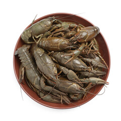 Fresh raw crayfishes in bowl on white background, top view