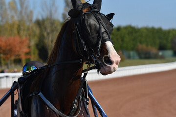 tête de cheval de course © compagnie-17