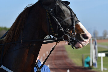 tête de cheval de course © compagnie-17