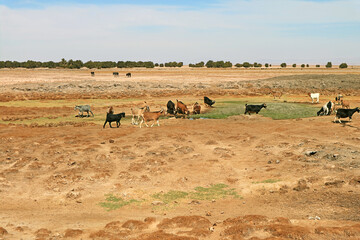 Tribe of Goats Grazing Around the Swamp of the Arid Field of Atacama Desert, San Pedro de Atacama in Northen Chile, South America