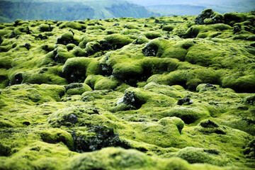 Mit Moos bedeckte Lavaformationen in Island
