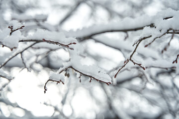 Snow covered tree branch in winter forest