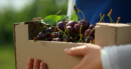 Cherry box farmer hands in countryside sunny garden collecting fruits closeup