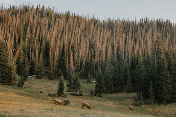 Group of Elk grazing in the mountains 