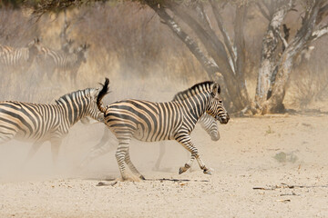 Fototapeta na wymiar Alert plains zebras (Equus burchelli) running on dusty plains, South Africa.