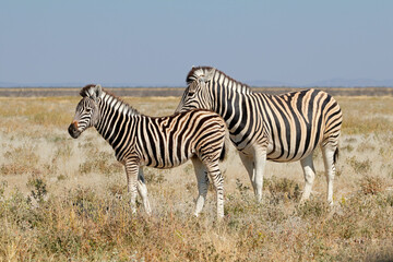 Fototapeta na wymiar Plains zebras (Equus burchelli) in natural habitat, Etosha National Park, Namibia.
