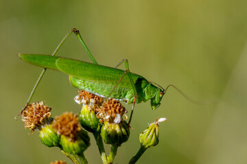 Grünes Heupferd (Tettigonia viridissima)