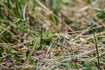 Europäische Gottesanbeterin (Mantis religiosa)