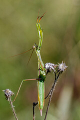 Europäische Gottesanbeterin (Mantis religiosa)