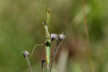 Europäische Gottesanbeterin (Mantis religiosa)