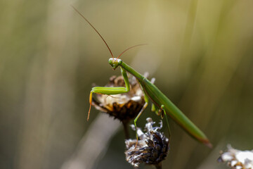 Europäische Gottesanbeterin (Mantis religiosa)