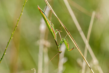 Europ&auml;ische Gottesanbeterin (Mantis religiosa)