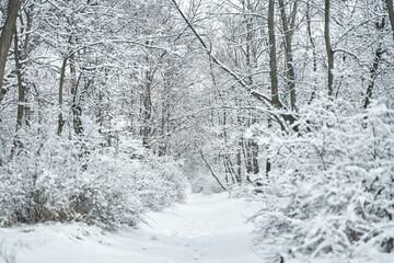 Snow covered winter forest scenery. Winter fairytale