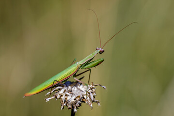 Europäische Gottesanbeterin (Mantis religiosa)