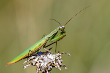 Europäische Gottesanbeterin (Mantis religiosa)