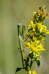 Europäische Gottesanbeterin (Mantis religiosa)