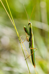 Europäische Gottesanbeterin (Mantis religiosa)